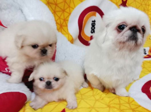 Safkan Irk Garantili Pekines Yavrularımız görsel