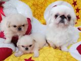 Safkan Irk Garantili Pekines Yavrularımız