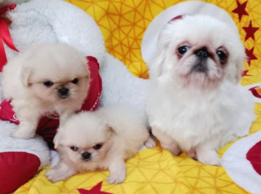 Safkan Irk Garantili Pekines Yavrularımız görsel