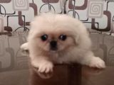 Safkan Irk Garantili Pekines Yavrularımız