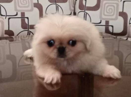 Safkan Irk Garantili Pekines Yavrularımız görsel