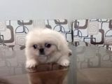 Safkan Irk Garantili Pekines Yavrularımız