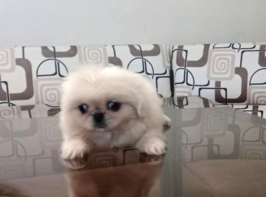 Safkan Irk Garantili Pekines Yavrularımız görsel