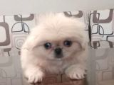 Safkan ırk garantili pekines yavrularımız