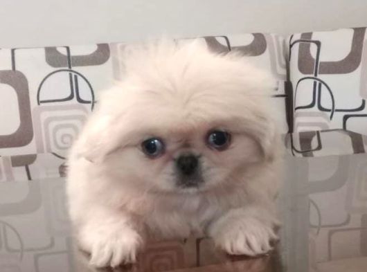 Safkan Irk Garantili Pekines Yavrularımız