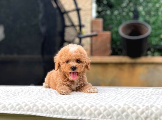 Mini Boy Kore Toy Poodle Yavrularımız