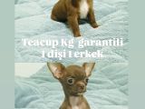 Safkan Irk Garantili Chihuahua Yavrularımız