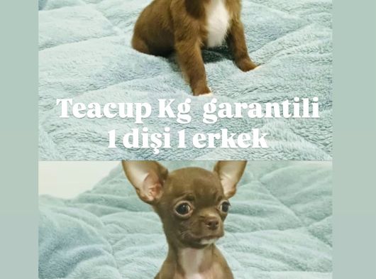 Safkan Irk Garantili Chihuahua Yavrularımız görsel