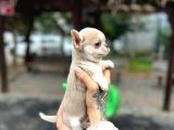 Safkan Irk Garantili Chihuahua Yavrularımız