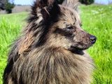 Spitz Yavrular