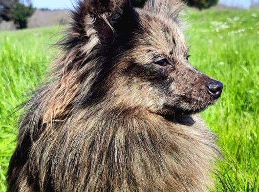 Spitz Yavrular görsel