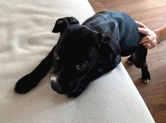 Dişi Pitbul Yavrusu 