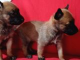 Savkan ırk garantili belçika kurdu yavruları malinois
