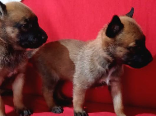 Savkan Irk Garantili Belçika Kurdu Yavruları Malinois