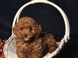 KİLO GARANTİLİ TOY POODLELAR