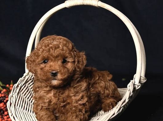 Ki̇lo Garanti̇li̇ Toy Poodlelar