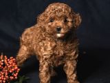 Ki̇lo Garanti̇li̇ Toy Poodlelar