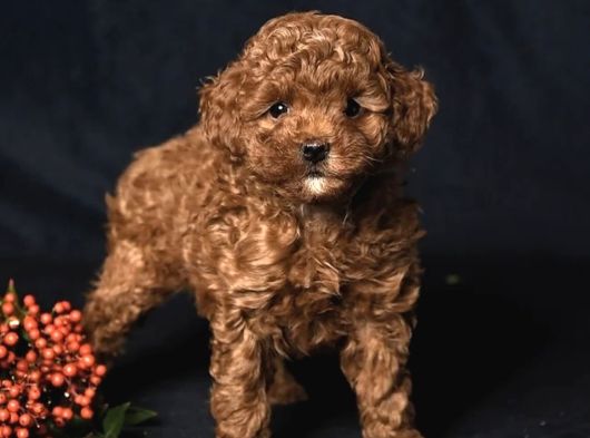 Ki̇lo Garanti̇li̇ Toy Poodlelar görsel