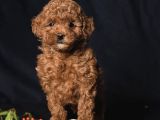 Ki̇lo Garanti̇li̇ Toy Poodlelar