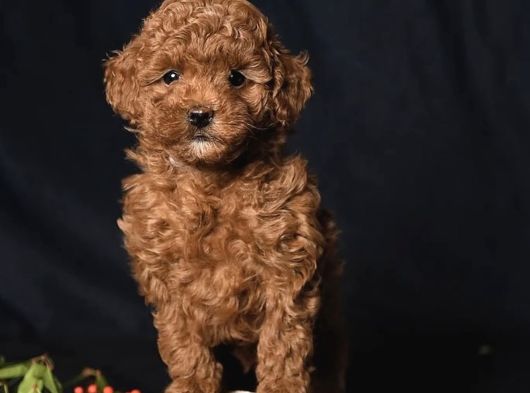 Ki̇lo Garanti̇li̇ Toy Poodlelar görsel