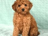 KAÇIRILMAYACAK TOY POODLE BEBEKLER