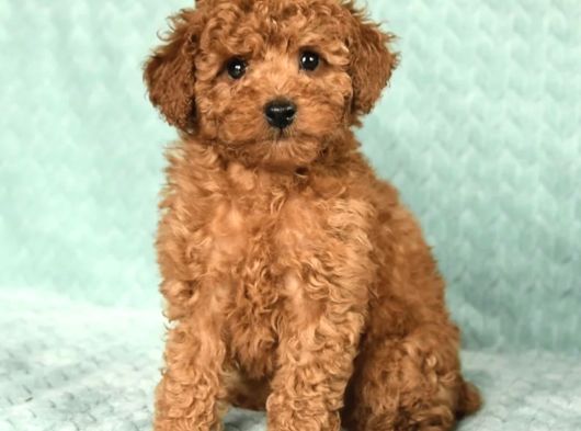 Kaçirilmayacak Toy Poodle Bebekler