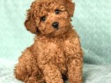 Kaçirilmayacak Toy Poodle Bebekler