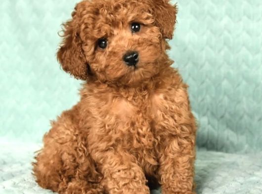 Kaçirilmayacak Toy Poodle Bebekler görsel