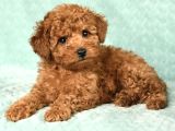 Kaçirilmayacak Toy Poodle Bebekler