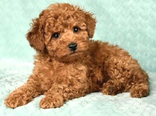 Kaçirilmayacak Toy Poodle Bebekler görsel