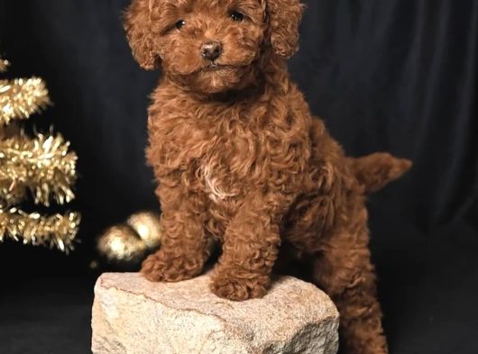 Yilbaşi Şekerleri̇ Toy Poodle Bebekler