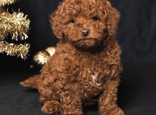 Yilbaşi Şekerleri̇ Toy Poodle Bebekler görsel