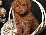 Yilbaşi Şekerleri̇ Toy Poodle Bebekler