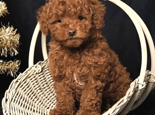 Yilbaşi Şekerleri̇ Toy Poodle Bebekler görsel