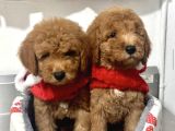 TOY POODLE KARDEŞLER