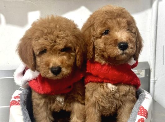 Toy Poodle Kardeşler