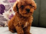 Toy Poodle Yavrularımız