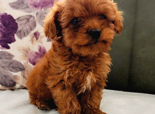 Toy Poodle Yavrularımız görsel
