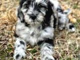 En Özel Renk Seçeneği̇ İle Blue Merle Doodle Bebeklet