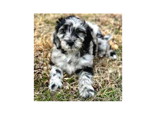 En Özel Renk Seçeneği̇ İle Blue Merle Doodle Bebeklet görsel