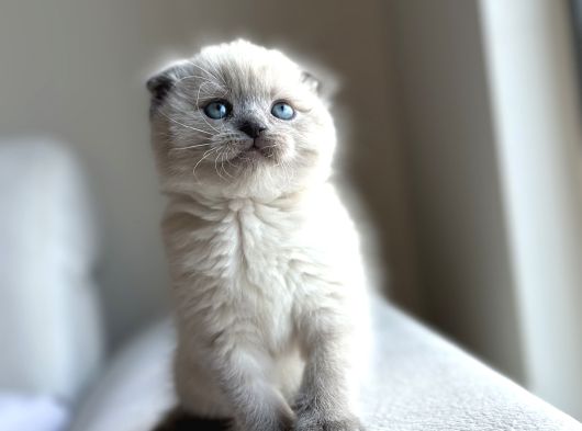 Blue Poi̇nt Yavrularimiz Yuvasini Ariyor görsel