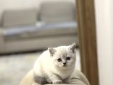 SAFKAN AYI SURAT BRİTİSH SHORTHAİR SİLVER POİNT