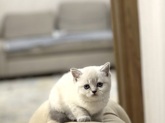 Safkan Ayi Surat Bri̇ti̇sh Shorthai̇r Si̇lver Poi̇nt