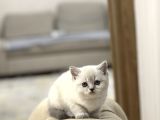 Safkan Ayi Surat Bri̇ti̇sh Shorthai̇r Si̇lver Poi̇nt