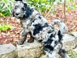 En Özel Renk Seçeneği̇ İle Blue Merle Doodle Bebeklet
