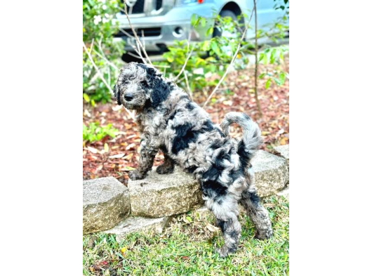 En Özel Renk Seçeneği̇ İle Blue Merle Doodle Bebeklet görsel