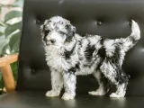 EN ÖZEL RENK SEÇENEĞİ İLE BLUE MERLE DOODLE BEBEKLET