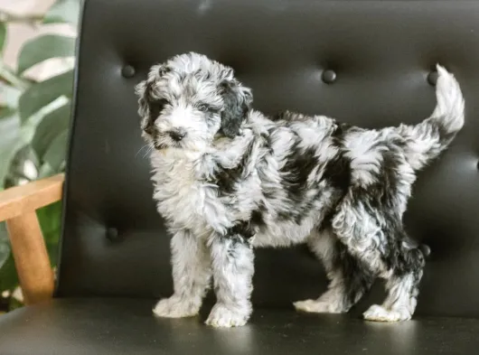 En Özel Renk Seçeneği̇ İle Blue Merle Doodle Bebeklet