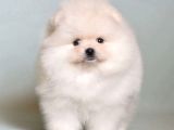 Karbeyaz Pomeranian Boo Yavruları
