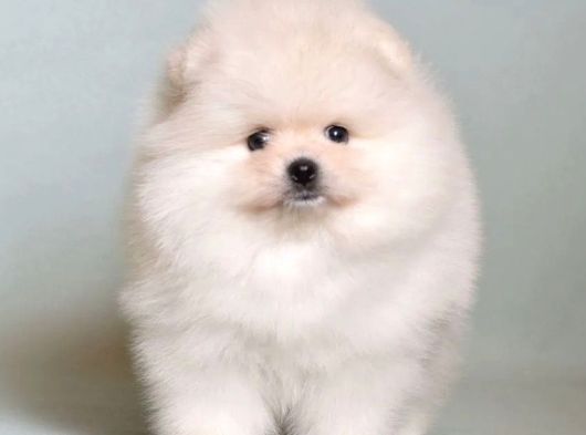 Karbeyaz Pomeranian Boo Yavruları görsel